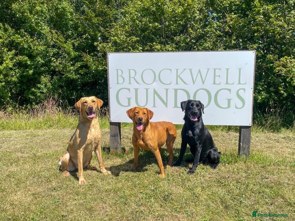 Labrador Retriever dogs Brockwell Gundogs  - Advert 12