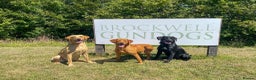 Labrador Retriever dogs for sale: Brockwell Gundogs  - Advert 1