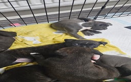 Mixed Breed dogs for sale: Mix Staffy puppies  - Image 4