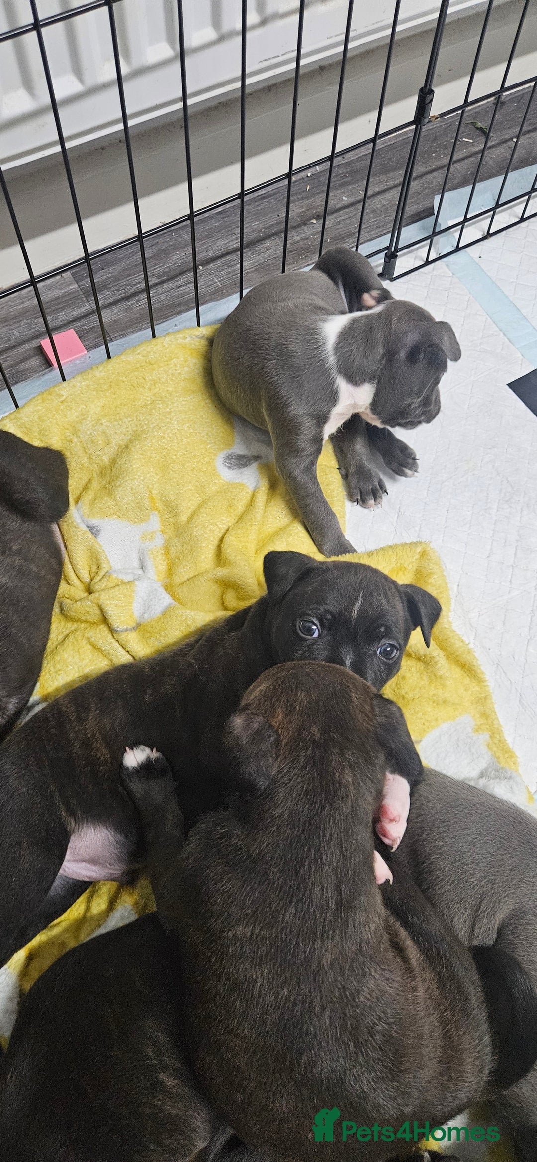Mixed Breed dogs for sale: Mix Staffy puppies  - Image 4