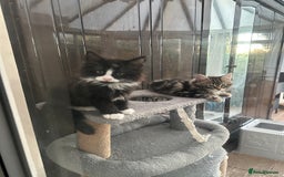 Maine Coon cats for sale: Black and white fluffy felix and coco - Image 27