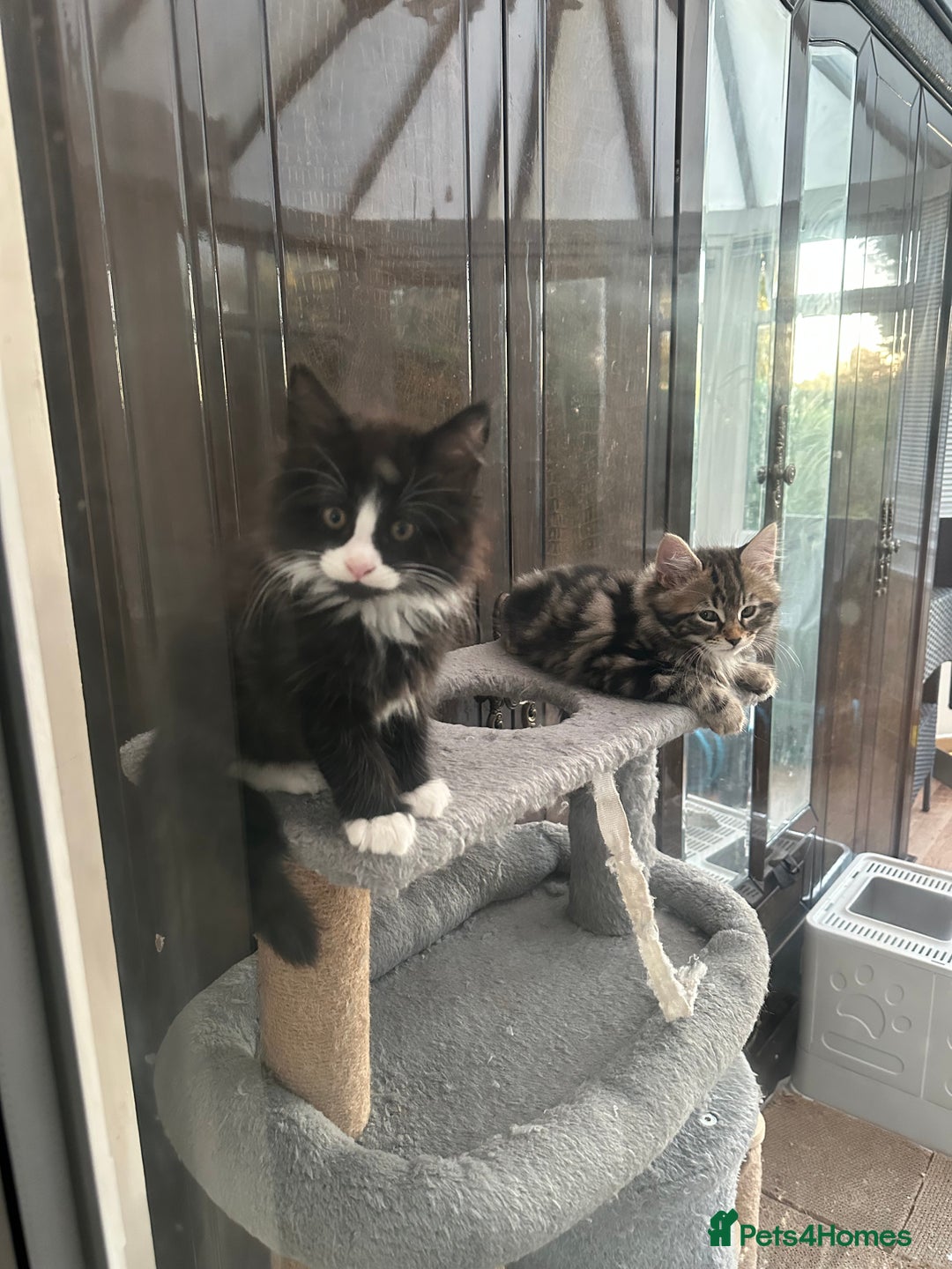 Maine Coon cats for sale: Black and white fluffy felix and coco - Image 27