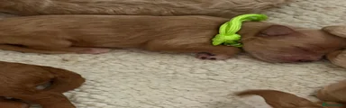 Lime Green Collar