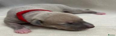 Gemma 