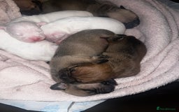 Mixed Breed dogs for sale: Bulldach Puppies - Image 8