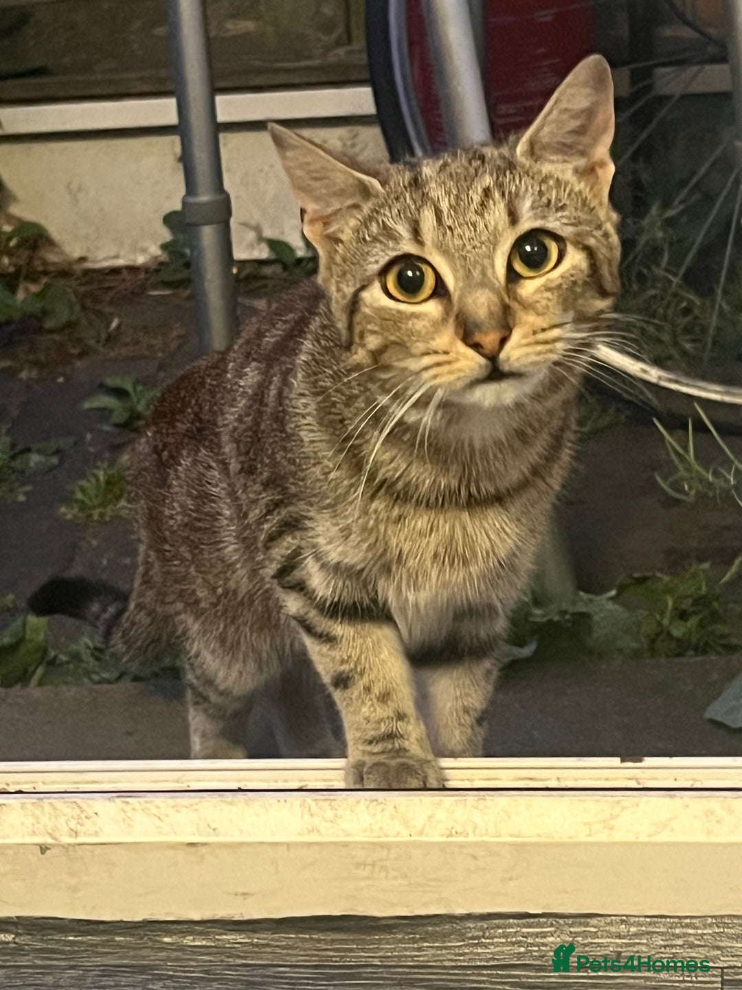 Domestic Shorthair cats for sale: Meet Zora  - Image 7