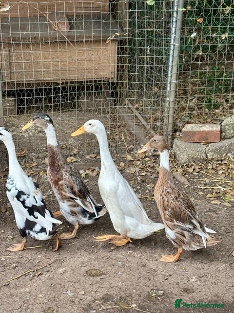 Ducks poultry Running Duck Drakes - Advert 2