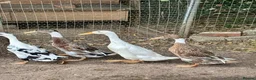 Ducks poultry for sale: Running Duck Drakes - Advert 1