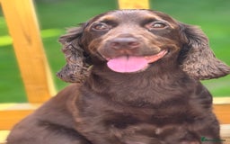 Sprocker dogs for sale: Cocker spaniel pups  - Image 13