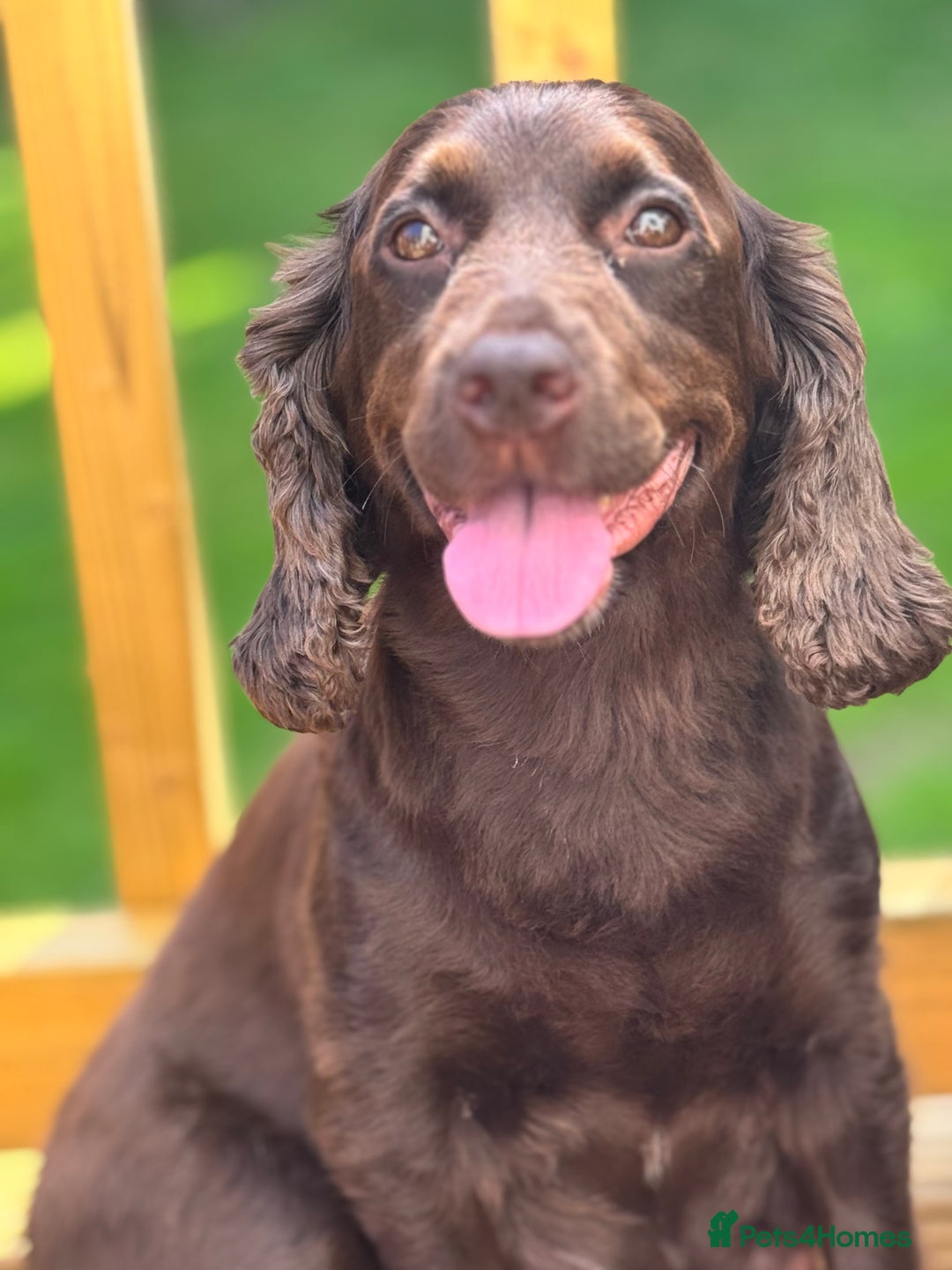 Sprocker dogs for sale: Cocker spaniel pups  - Image 13
