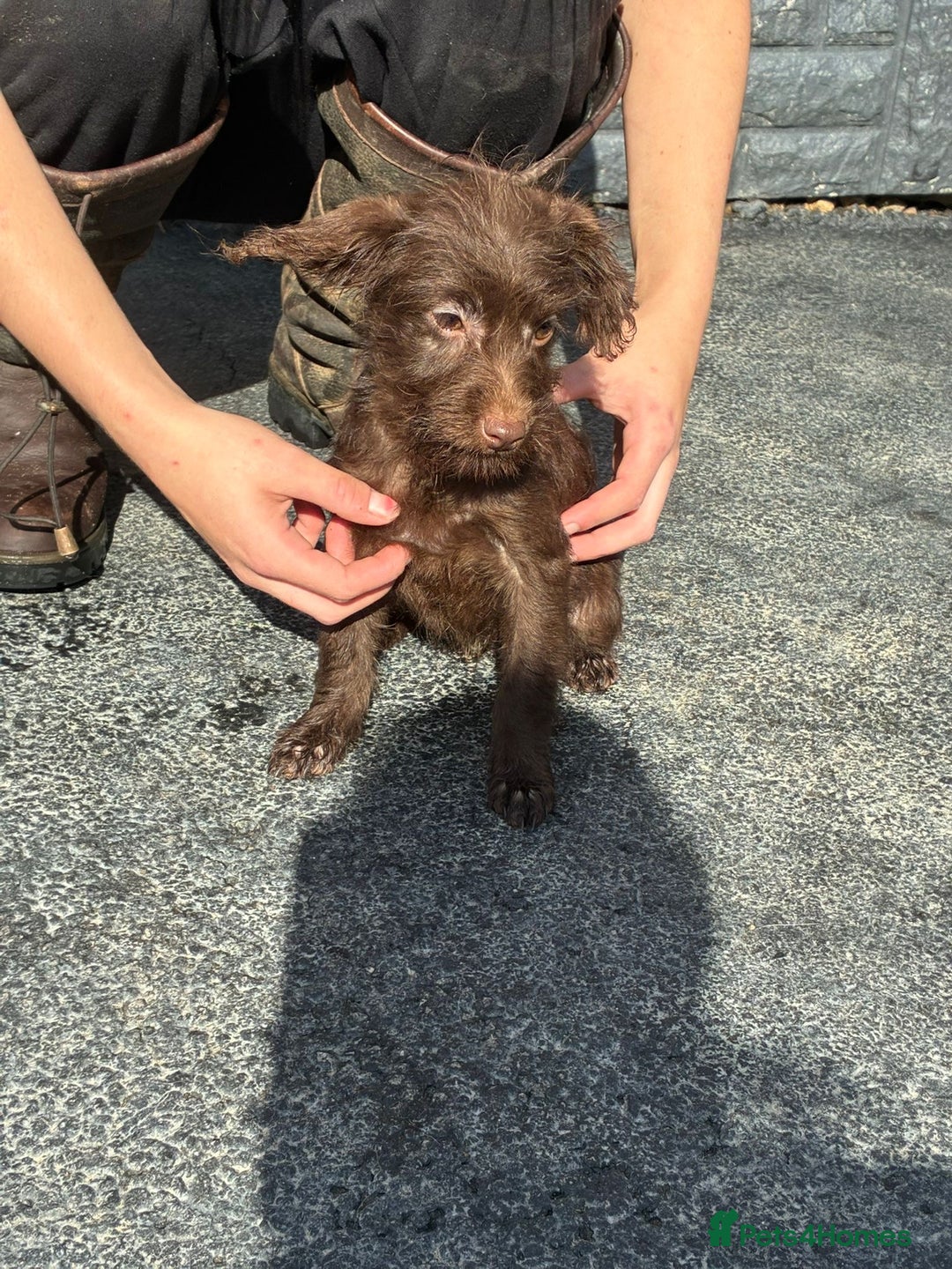 Patterdale Terrier dogs for sale: ⭐️ Patterdale puppies only 2 girls available ⭐️ - Image 6