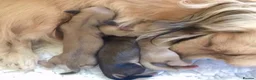 Miniature Dachshund dogs for sale: Stunning kc registered mini longhaired dachshunds - Advert 3