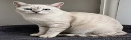 Bengal cats for sale: 🐆F6 Pedigree Bengal Kittens | TICA Registered in Leeds - Advert 40