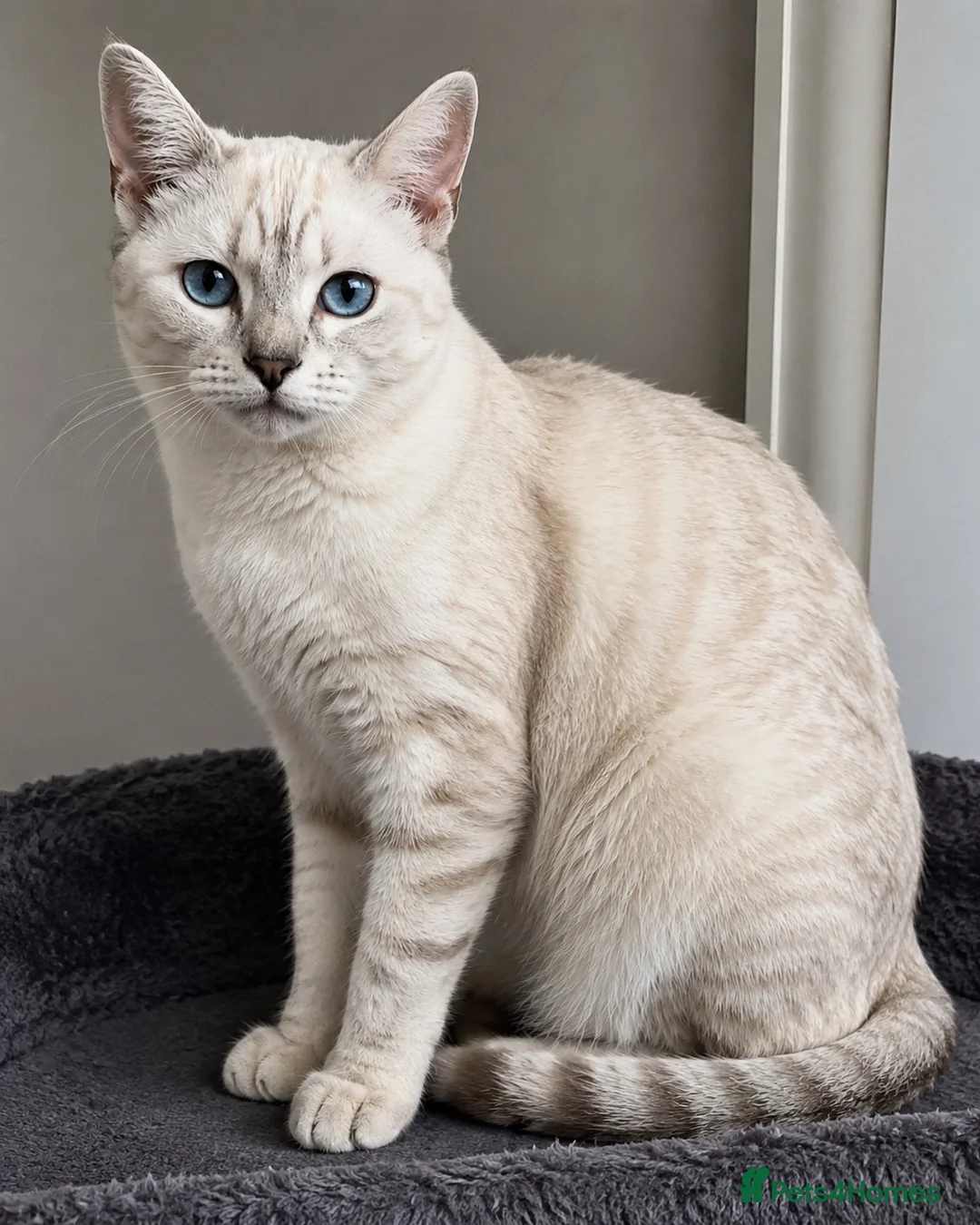 Bengal cats for sale: 🐆F6 Pedigree Bengal Kittens | TICA Registered in Leeds - Advert 40