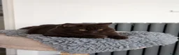 British Shorthair cats for stud: Champion Chocolate British Shorthair GCCF - Advert 5