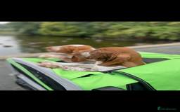 Bracco Italiano dogs for sale: Exciting litter Due September  - Image 16