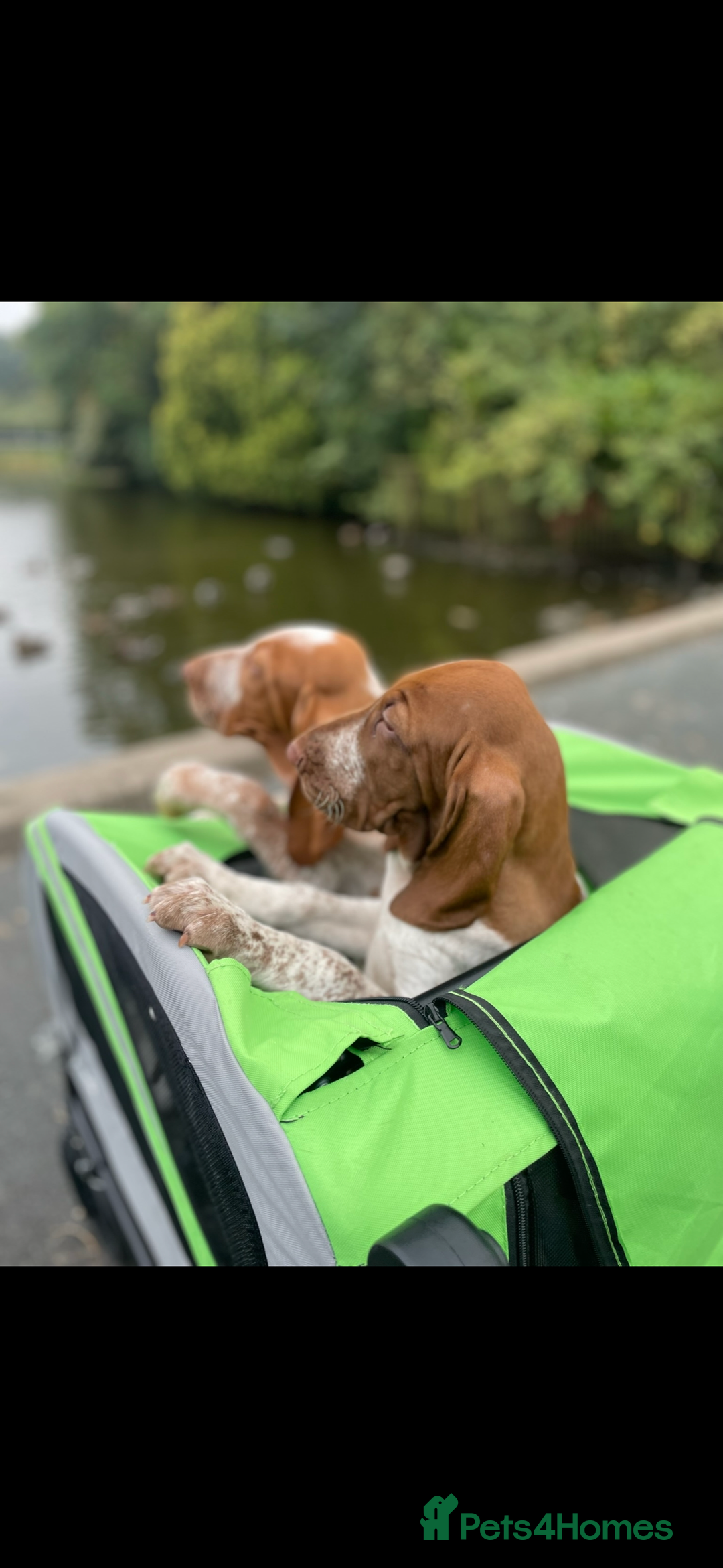 Bracco Italiano dogs for sale: Exciting litter Due September  - Image 16