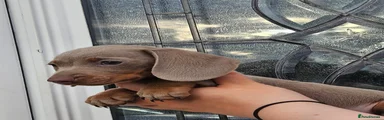 Dachshund 4