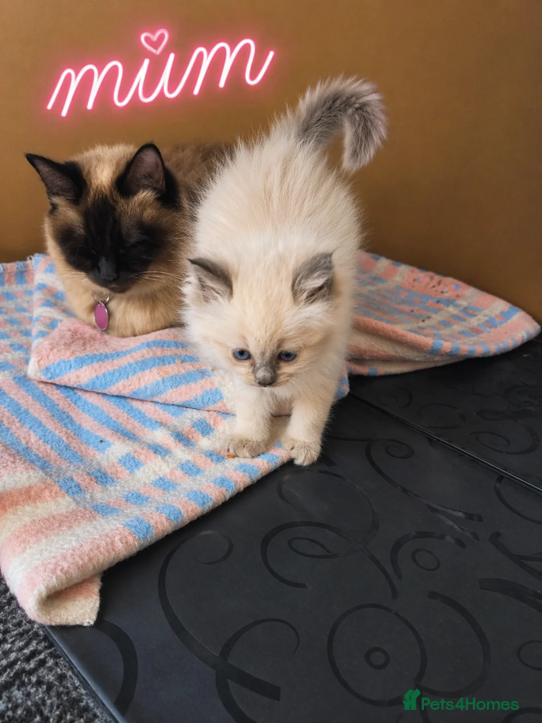 Ragdoll cats for sale: Beautiful Ragdoll Kittens in Edinburgh - Advert 15