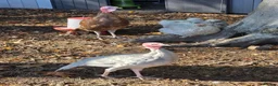 Turkeys poultry for sale: A pair of Slate Turkeys- Mr & Mrs in Liss - Advert 4