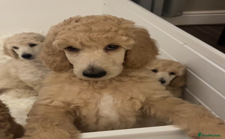 Standard Poodle dogs - Advert 1