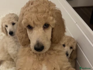 Standard Poodle dogs - Advert 2