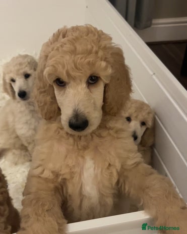 Standard Poodle dogs - Advert 1