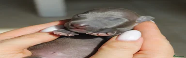 Italian Greyhound 1