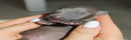 Italian Greyhound dogs for sale: Italian Greyhound Puppies. 5* Licensed Breeder - Advert 5