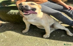 Mixed Breed dogs for adoption: COOPER - 2 Years Old, Mixed Breed Boy - Image 12