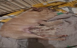 French Bulldog dogs for sale: French bulldogs merle - Image 4