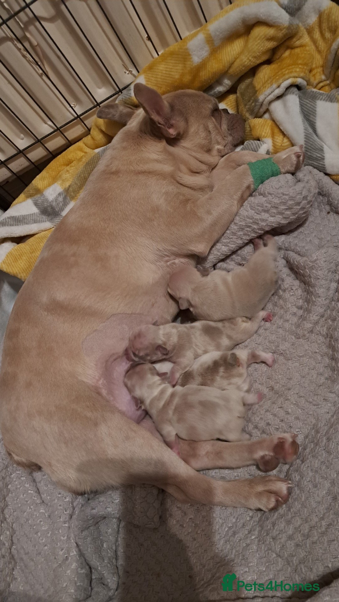 French Bulldog dogs for sale: French bulldogs merle - Image 4
