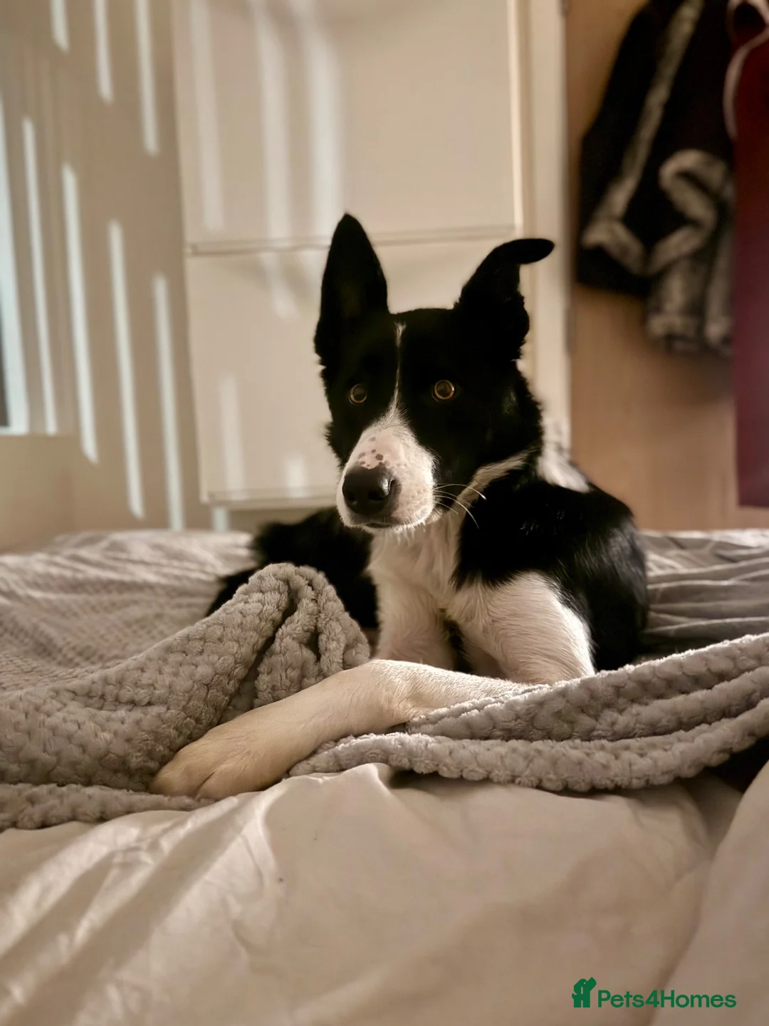 Border Collie dogs for sale: Bella  - Advert 1