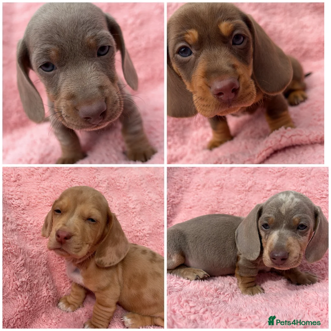 Miniature Dachshund dogs for sale: KC Registered! READY TO LEAVE TODAY!   - Advert 1