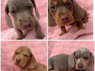 Miniature Dachshund dogs KC Registered! READY TO LEAVE TODAY! 4/4 - Advert 5