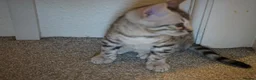 Bengal cats for sale: 2 Tica Registered male Bengal kittens for sale  in Windsor - Advert 18