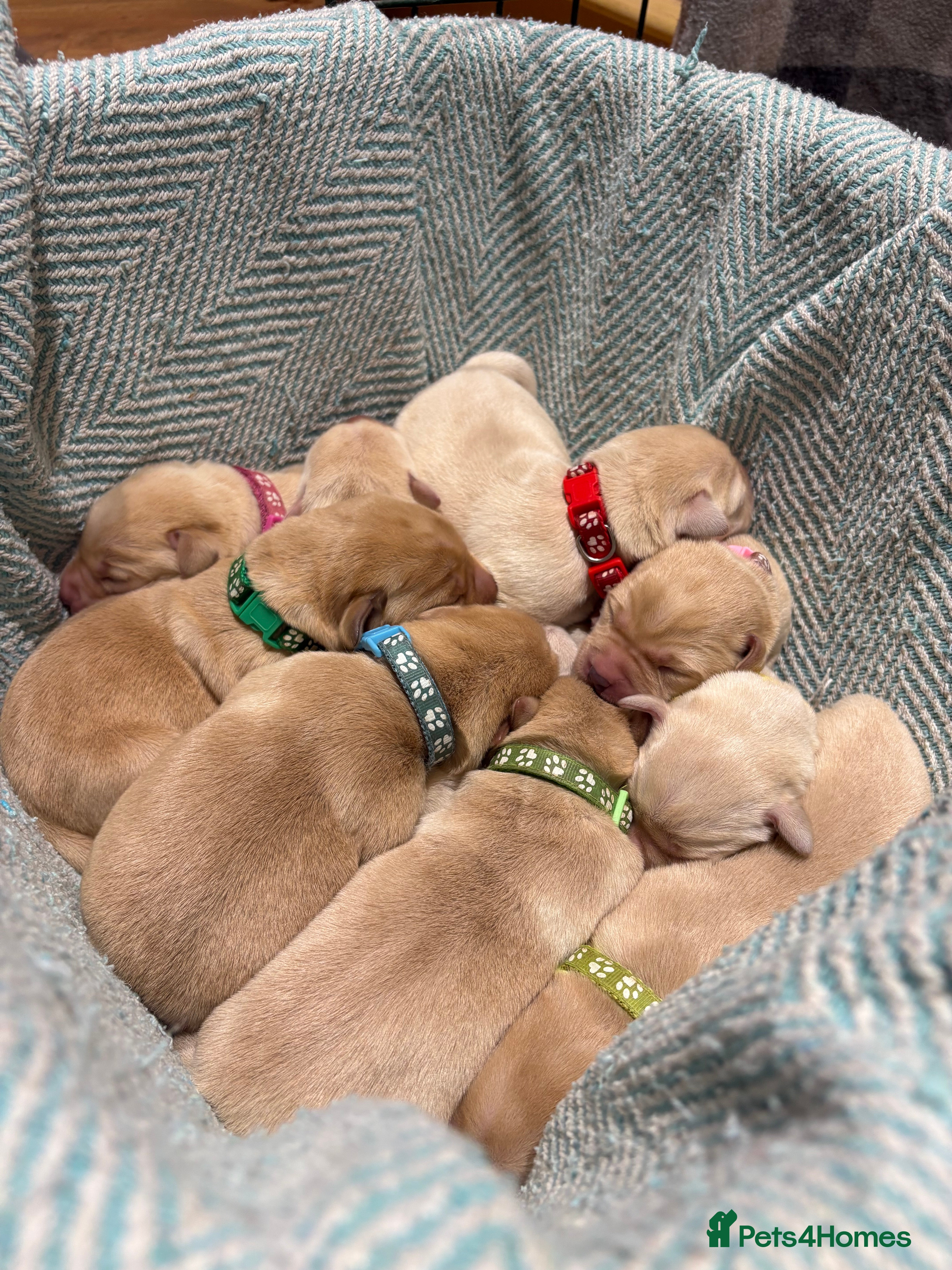 Labrador Retriever dogs Labrador Retriever Puppies - 6 Boys / 3 Girls - Advert 11