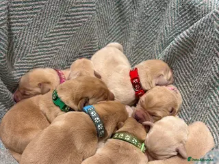 Labrador Retriever dogs Labrador Retriever Puppies - 6 Boys / 3 Girls - Advert 11