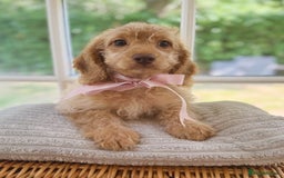 Cavapoo dogs for sale: F1b cavapoo puppies fully vaccinated  - Image 8