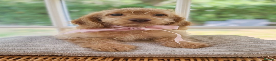 Cavapoo Puppy 5
