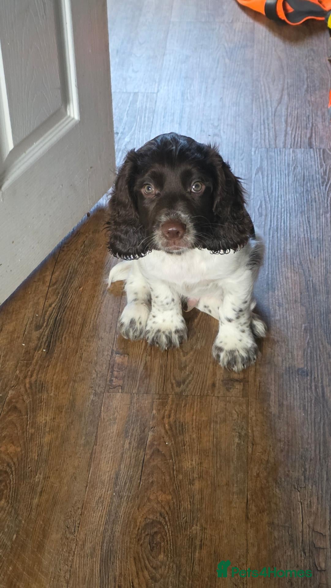 Cocker Spaniel dogs Liver white cocker spanie male - Advert 14