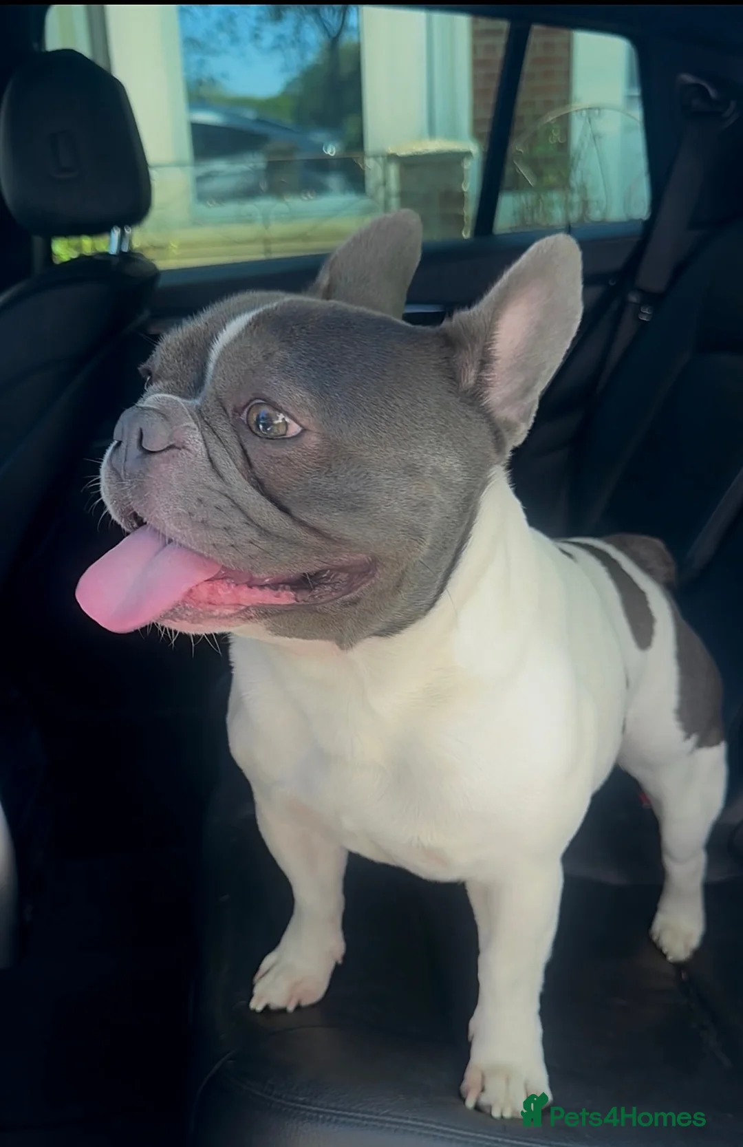 French Bulldog dogs for stud: Lovely Boy SNOWY ready for STUD  in London - Advert 2