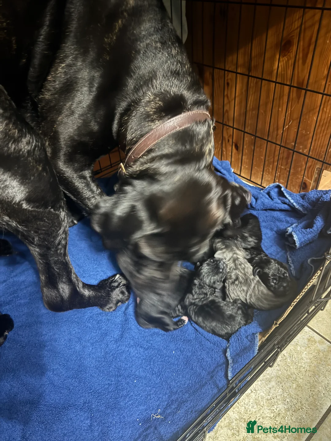 Cane Corso dogs for sale: Cane Corso Puppies - Irish Kennel Club Registered  - Advert 2