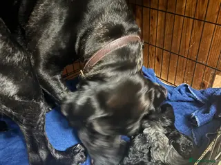 Cane Corso dogs Cane Corso Puppies - Irish Kennel Club Registered - Advert 1