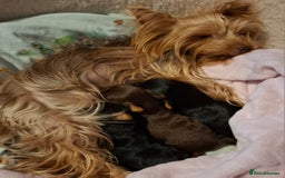 Yorkshire Terrier dogs for sale: Beautiful Toy Yorkshire Terrier puppies - Image 20