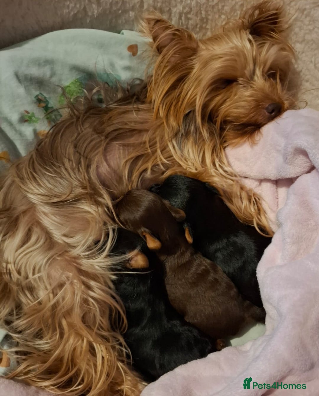 Yorkshire Terrier dogs for sale: Beautiful Toy Yorkshire Terrier puppies - Image 20