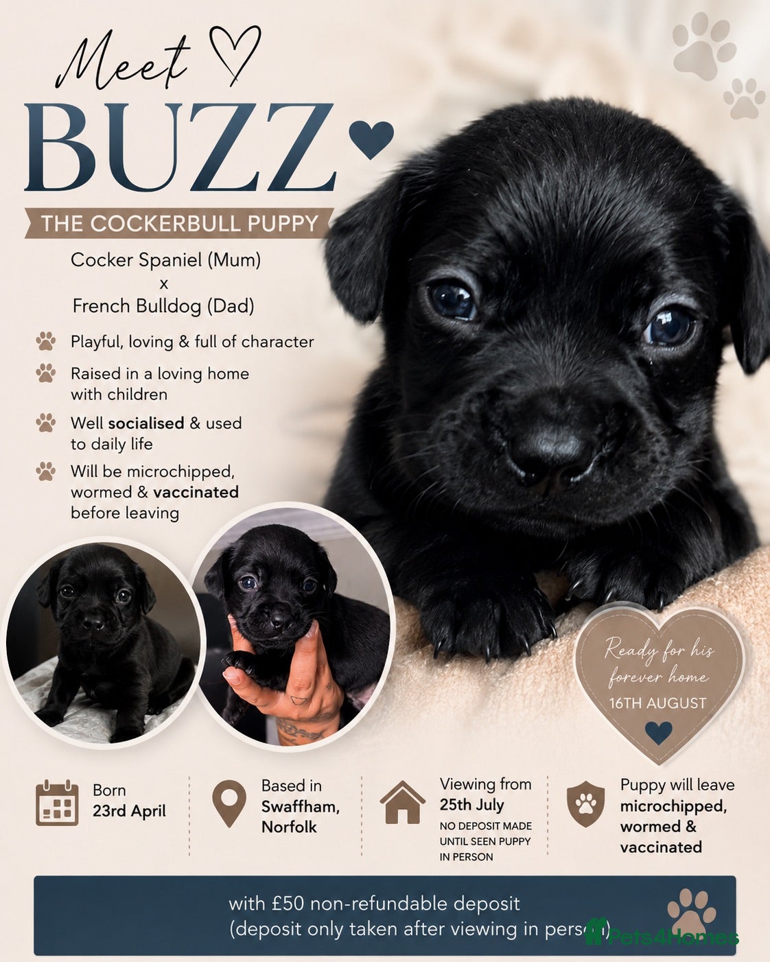 Mixed Breed dogs Cockerbull - Advert 15