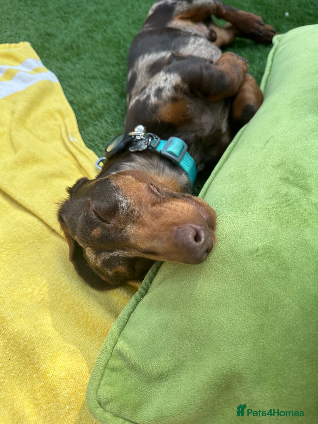 Miniature Dachshund dogs for sale: Otto  - Advert 11