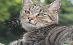 Bengal cats for sale: 🐾 BeautifulBengal Cat for Sale — Meet Cricket 🐾 - Image 4