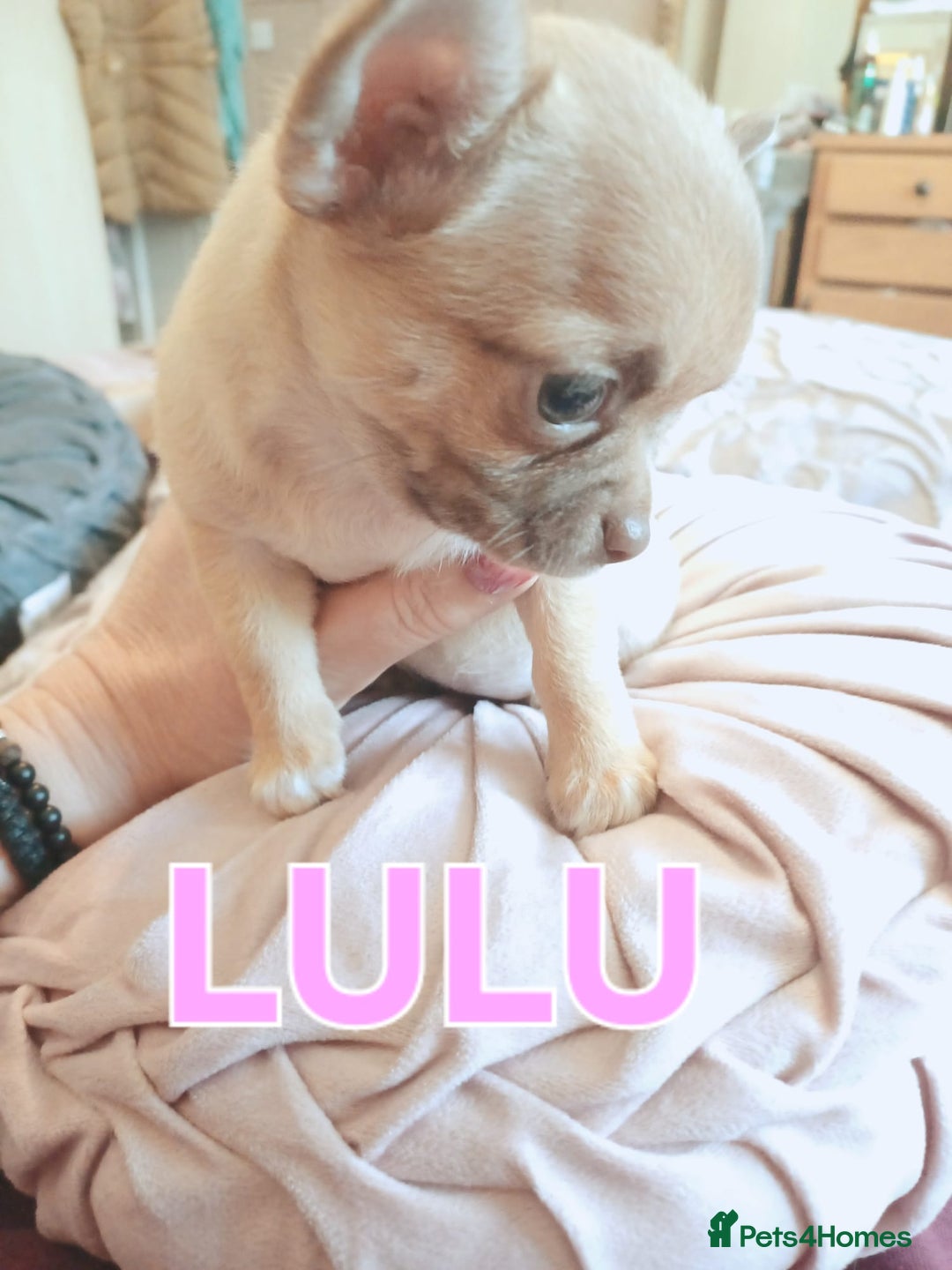 Chihuahua dogs for sale: Chihuahua pups stunning - Image 8